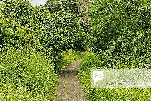Campuhan Gratwanderung  Bali  Indonesien  Weg auf dem Hügel mit Gras  großen Bäumen  Dschungel und Reisfeldern. Reisen  tropisch  Ubud  Asien