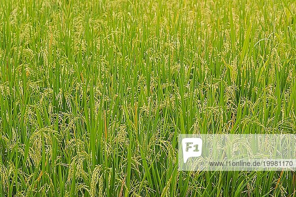 Grüner Reis Hintergrund  Felder auf dem Lande  Ubud  Bali  Indonesien  grünes Gras. Reisen  tropisch  Landwirtschaft  Asien
