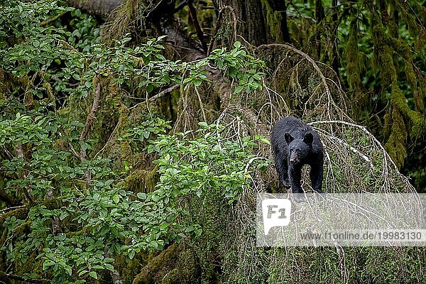 Schwarzbär steht auf einem Baum im Regenwald  frontal  neugierig  Sommer  Kake  Südostalaska  Alaska