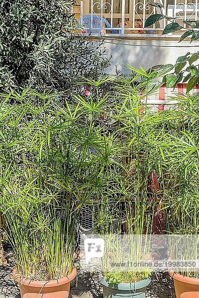 Blumentöpfe mit Cyperus papyrus  die an einem sonnigen Tag im Freien wachsen
