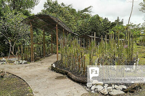 Orchideen und Bromelienbeete im botanischen Garten  selektiver Fokus  Kopierraum  Malaysia  Kuching Orchideenpark  Asien