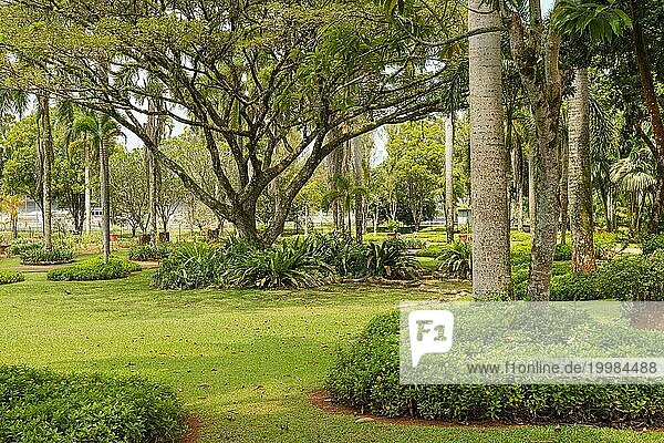 Palmensammlung im Stadtpark in Kuching  Malaysia  tropischer Garten mit großen Bäumen und Rasenflächen  Gartenarbeit  Landschaftsgestaltung. Tageszeit mit bewölktem blauen Himmel  Asien