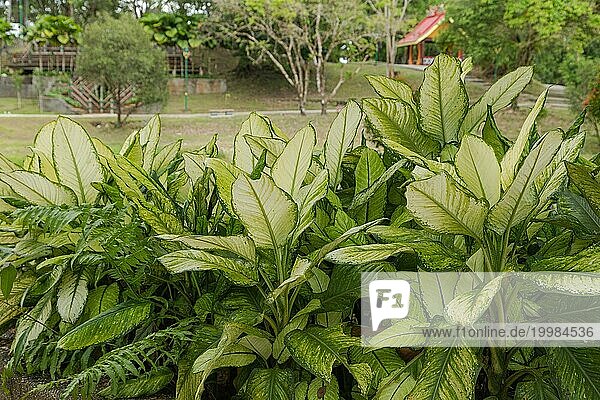 Dieffenbachia Beete im botanischen Garten  selektiver Fokus  Kopierraum  Malaysia  Kuching Orchideenpark  Asien