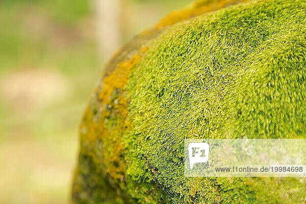 Grünes Moos auf dem Stein im botanischen Garten  selektiver Fokus  Kopie Raum  Malaysia  Kuching Orchideenpark  Asien