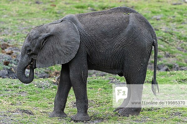 Fressender junger Elefant (Loxodonta africana)  Elefantenkalb  Kalb  fressen  Nahrung  Ernährung  Seitlich  Rüssel  Safari  klein  Baby  Kind  Chobe Nationalpark  Botswana  Afrika