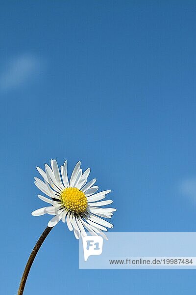 Gänseblümchen vor blauem Himmel im Frühling mit Textfreiraum