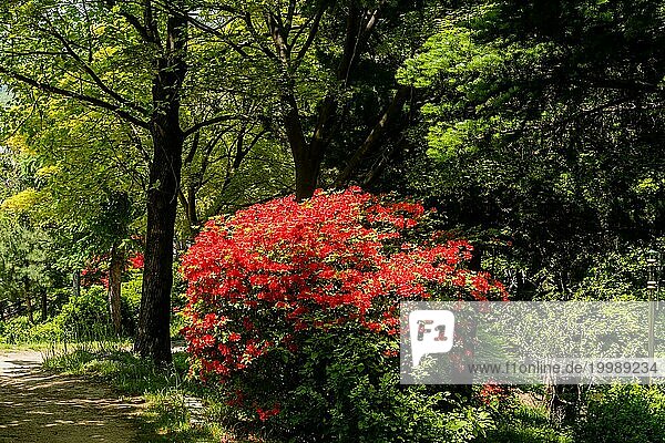 Roter Azaleenbusch im Sonnenlicht neben einem Wanderweg in einem öffentlichen Park  Südkorea  Südkorea  Asien