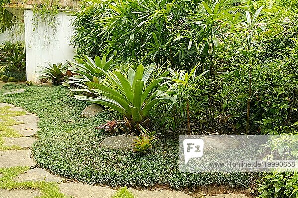 Tropisches gemischtes Blumenbeet. Hintergrund  sonniger Tag im tropischen Park  Gartenarbeit