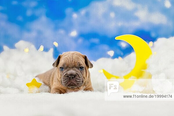 Cute fawn Französisch Bulldog Hundewelpe zwischen flauschigen Wolken mit Mond und Sternen