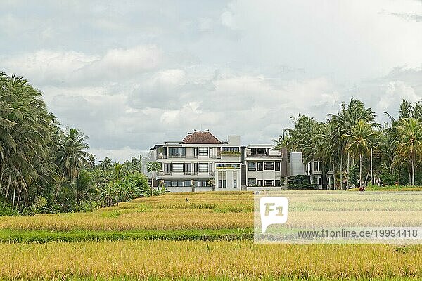 Reisfelder mit Haus auf dem Lande  Ubud  Bali  Indonesien  grünes Gras  große Bäume  Dschungel und bewölkter Himmel. Reisen  tropisch  Landwirtschaft  Asien