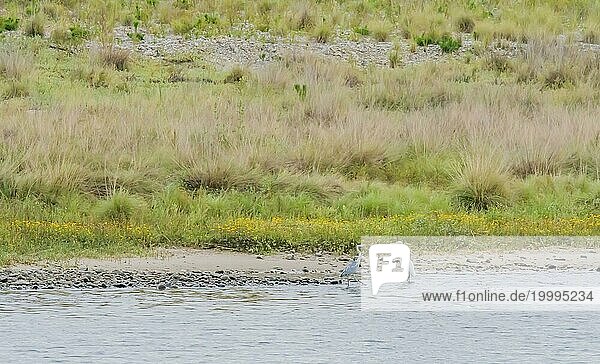 Graureiher und Seidenreiher stehen zusammen im flachen Wasser in Ufernähe mit hohem Gras und Unkraut
