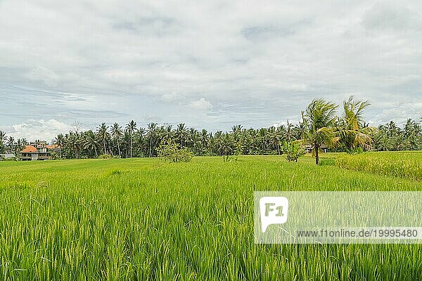 Reisfelder auf dem Lande  Ubud  Bali  Indonesien  grünes Gras  große Bäume  Dschungel und bewölkter Himmel. Reisen  tropisch  Landwirtschaft  Asien