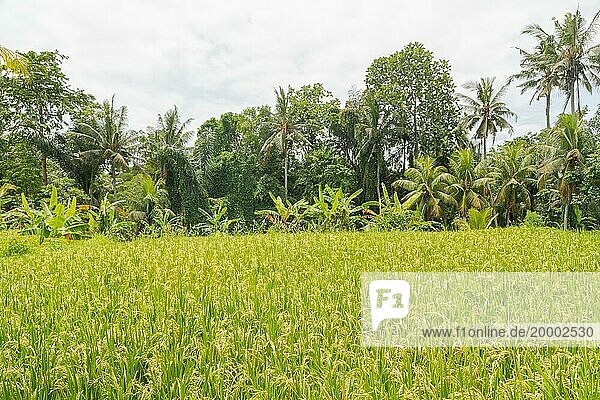 Reisfelder auf dem Lande  Ubud  Bali  Indonesien  grünes Gras  große Bäume  Dschungel und bewölkter Himmel. Reisen  tropisch  Landwirtschaft  Asien
