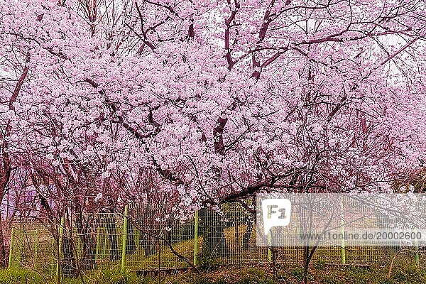 Schöner Kirschblütenbaum in voller Blüte hinter grünem Zaun an einem hellen sonnigen Tag  Südkorea  Südkorea  Asien