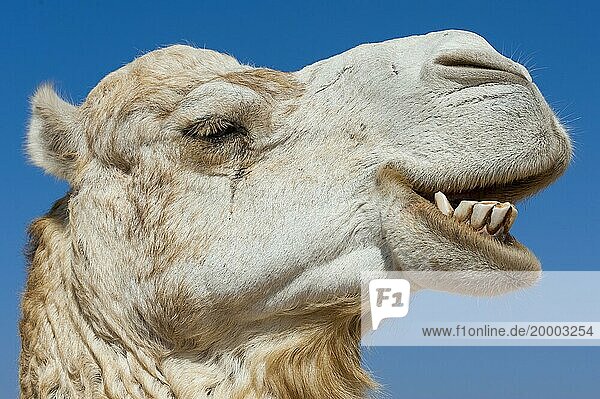 Dromedar (Camelus dromedarius)  Arabisches Kamel im Kopfportrait  Kopf  Tier  Nutztier  Gebiss  schlechte Zähne  Zahn  Detail  witzig  lustig  Gag  Humor  seitlich  Spaß  Mimik  Kiefer  lacht  lachen  Lasttier  Mundpflege  Mundgeruch  Marokko  Afrika