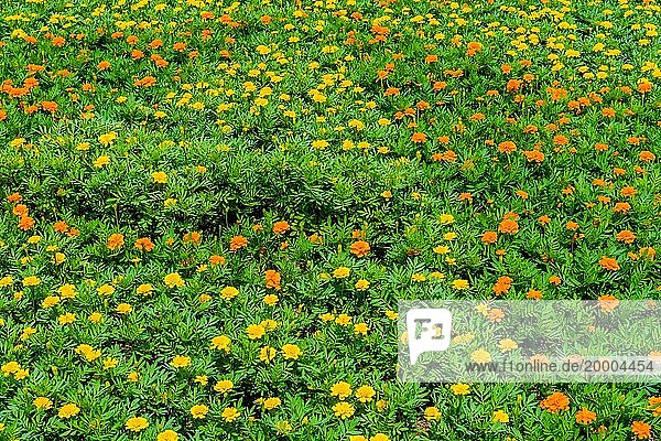 Gelbe und orangefarbene Blumen in einem Bett aus üppigem grünen Gras an einem sonnigen Tag  Südkorea  Südkorea  Asien