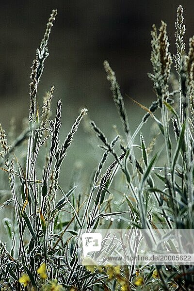 Fresh new shoots of grass  covered in dew during the rainy season in the Kalahari desert  Kgalagadi Transfrontier Park  South Africa  Africa