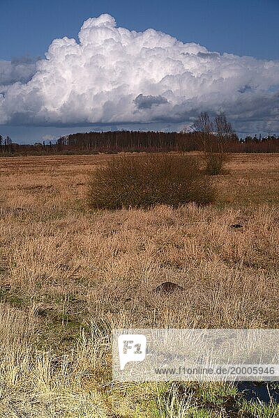 Lichtstimmungen über einem Moor  Schönwetterwolken über dem Moor  Naturpark Flusslandschaft Peenetal  Mecklenburg-Vorpommern  Deutschland  Europa