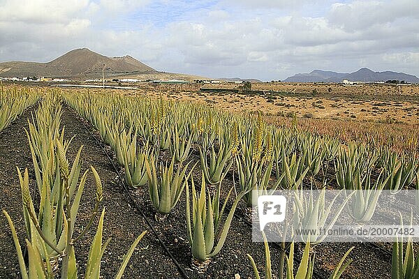 Kommerzieller Anbau von Aloe vera Pflanzen  Tiscamanita  Fuerteventura  Kanarische Inseln  Spanien  Europa