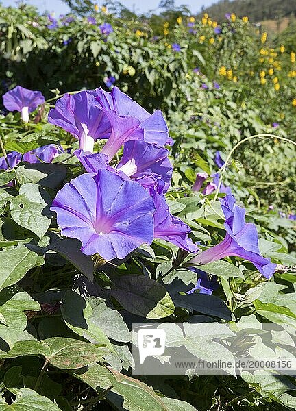 Morning Glory Convolvulaceae plant purple flowers  highlands of Sri Lanka