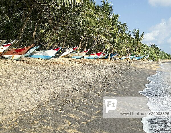 Brightly coloured fishing canoes under coconut palm trees of tropical sandy beach  Mirissa  Sri Lanka  Asia
