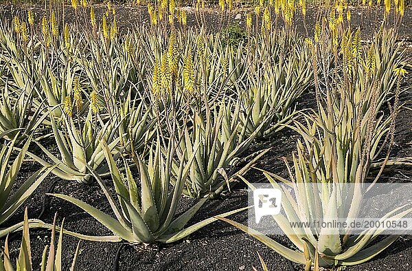 Aloe Vera Pflanzen auf einem Feld  Oliva  Fuerteventura  Kanarische Inseln  Spanien  Europa
