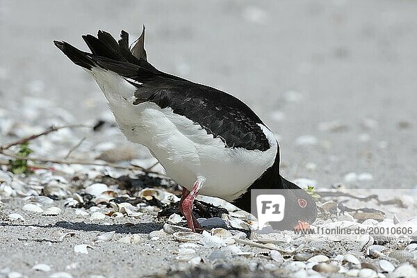Eurasian oystercatcher (Haematopus ostralegus)  poking in the sand with its beak  looking for food  Lower Saxon Wadden Sea National Park  East Frisian Islands  Lower Saxony  Germany  Europe