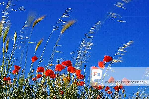 Klatschmohn (Papaver Rhoeas) und Gras (Poaceae oder Gramineae) bewegen sich im Wind  Bewegungsunschärfe  vor blauem Himmel  in der Nähe von Alberobello  Apulien  Italien  Europa