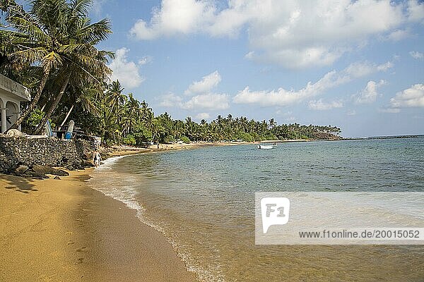 Tropischer Sandstrand und Kokosnusspalmen  die sich um eine Bucht winden  Mirissa  Sri Lanka  Asien