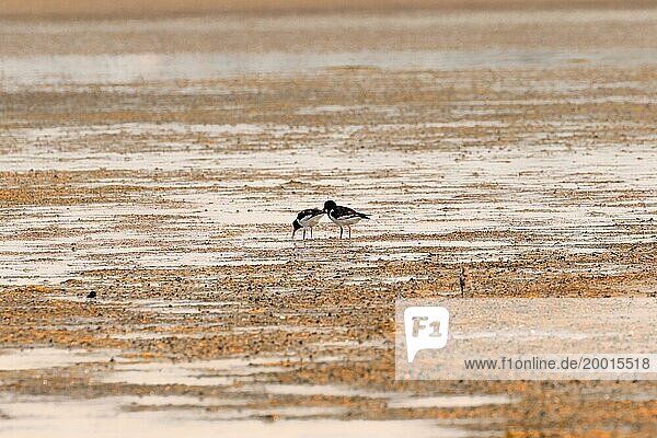 Oystercatcher  two birds looking for food on an empty beach  North Sea  Föhr  Germany  Europe