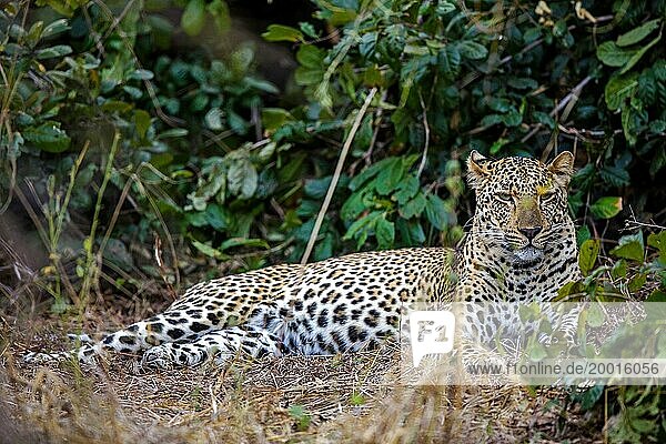 Leopard (Panthera pardus) juvenil  Ruhephase  Afrika  Sambia  Sambia  Afrika