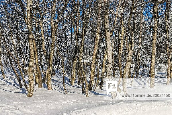 Birkenwald im Winter  birch forest in winter 01