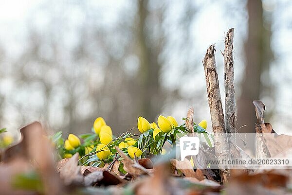 Gelbe Winterlinge vor einem alten Baumstumpf im Wald mit Fokus auf die Blüten im Vordergrund  Magdeburg  Sachsen-Anhalt  Deutschland  Europa
