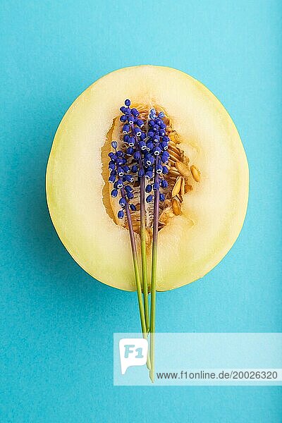 In Scheiben geschnittene reife gelbe Melone und Hyazinthenblüten auf blauem Pastellhintergrund. Ansicht von oben  flach legen  Nahaufnahme. Ernte  Frauen Gesundheit  vegane Ernährung  Konzept  Minimalismus
