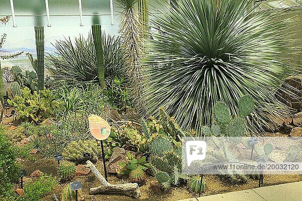 Desert plants inside the Princess of Wales conservatory Royal Botanic Gardens  Kew  London  England  UK