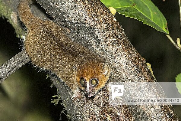 Rufous mouse lemur (Microcebus rufus) from Ranomafana National Park  Madagascar  Africa