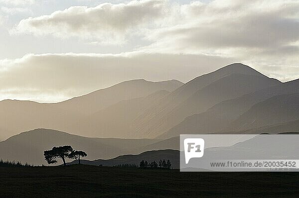 Backlit trees and hill-ridges around the western rim of Rannoch Moor  Scottish Highlands  UK