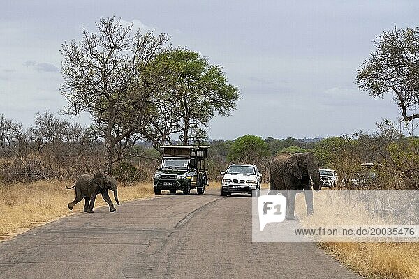 Mutter und Baby eines afrikanischen Elefanten überqueren die Straße im Krüger Nationalpark  Südafrika