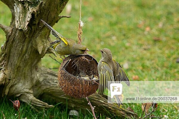 Greenfinch two birds with open wings standing on feeding dish fighting looking at each other