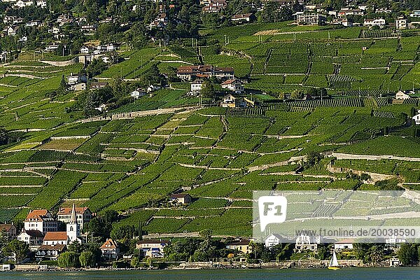 Weinanbau in Lavaux  Weinreben  Weinberg  Wein  Agrar  Agrarwirtschaft  Getränk  Alkohol  Anbau  Wirtschaft  Alpen  Sommer  Kanton  Tourismus  Vevey  Waadt  Schweiz  Europa