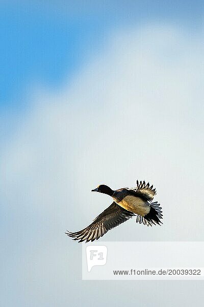 Eurasian Wigeon  Mareca penelope  birds in flight over marshes at winter