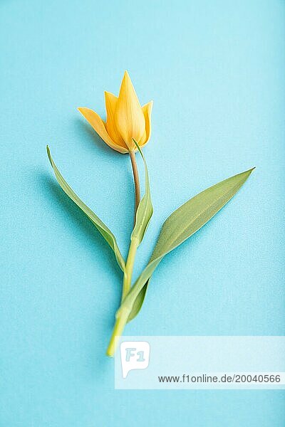 Orange Tulpe Blume auf blauem Pastell Hintergrund. Seitenansicht  Nahaufnahme  Stillleben. Schönheit  Frühling  Sommer Konzept