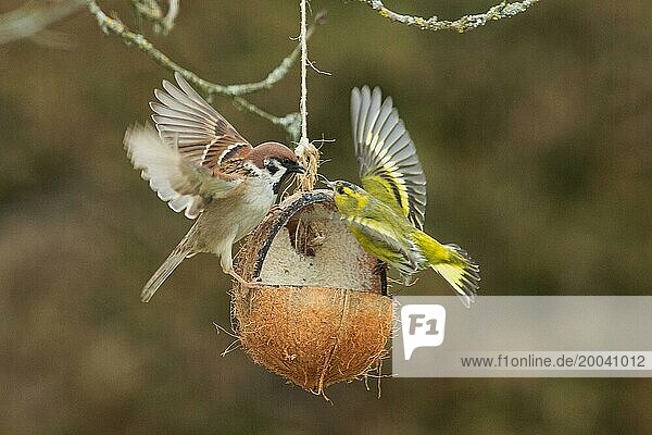 Siskin with open wings sitting on feeding dish on the left and tree sparrow with open wings standing on the right