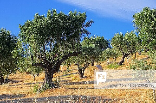 Olivenhain in Kalabrien  olive grove in Calabria 04