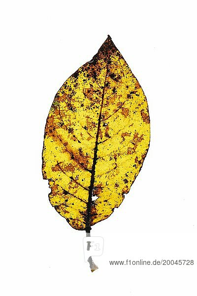 Herbstlich gefärbtes Blatt einer Wallnuss (Juglans regia)  Baum  Freisteller  Vechta  Niedersachsen  Deutschland  Europa