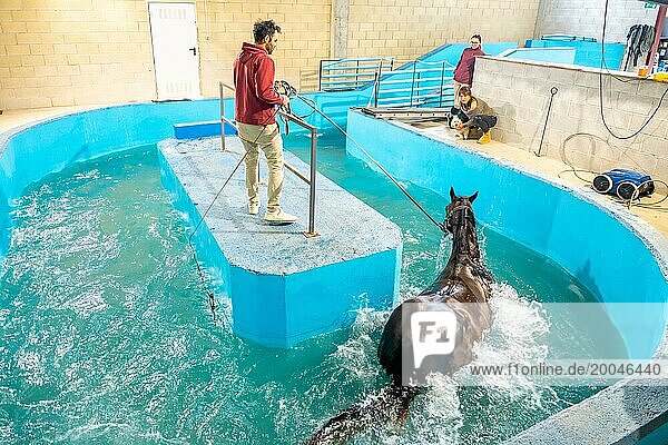 Hochformatige Ansicht eines Hydrotherapiezentrums für Tiere mit einem Pferd im Wasser während der Therapie