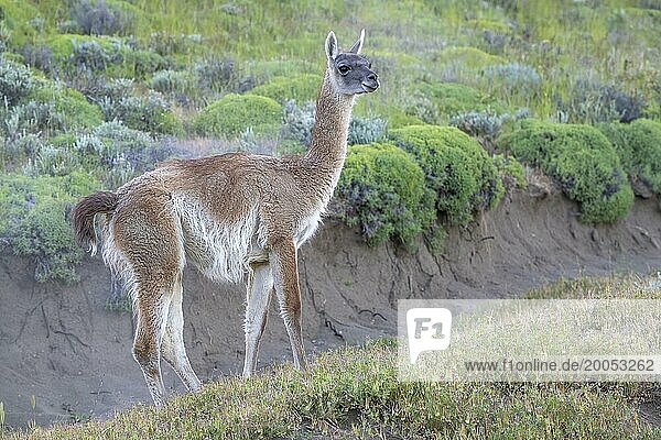 Guanaco (Llama guanicoe)  Huanako  Torres del Paine National Park  Patagonia  End of the World  Chile  South America