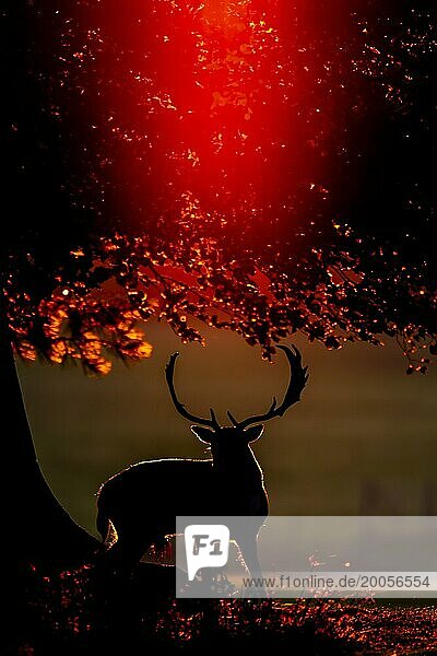 Damhirsch (Dama dama)  erwachsener männlicher Bock  stehend in einem Waldgebiet bei Sonnenuntergang  England  Großbritannien  Europa