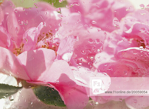 Extreme close up of a pink camelia blossom with rain drops
