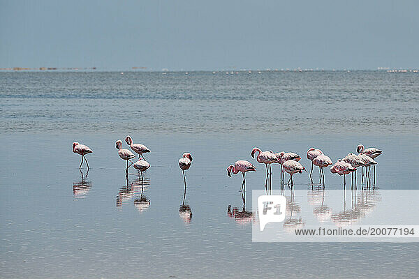 Gruppe Zwergflamingos (Phoeniconaias minor)  Walfischbucht  Walvis Bay  Namibia  Afrika |flock of lesser flamingo (Phoeniconaias minor). Walvis Bay  Namibia  Africa|